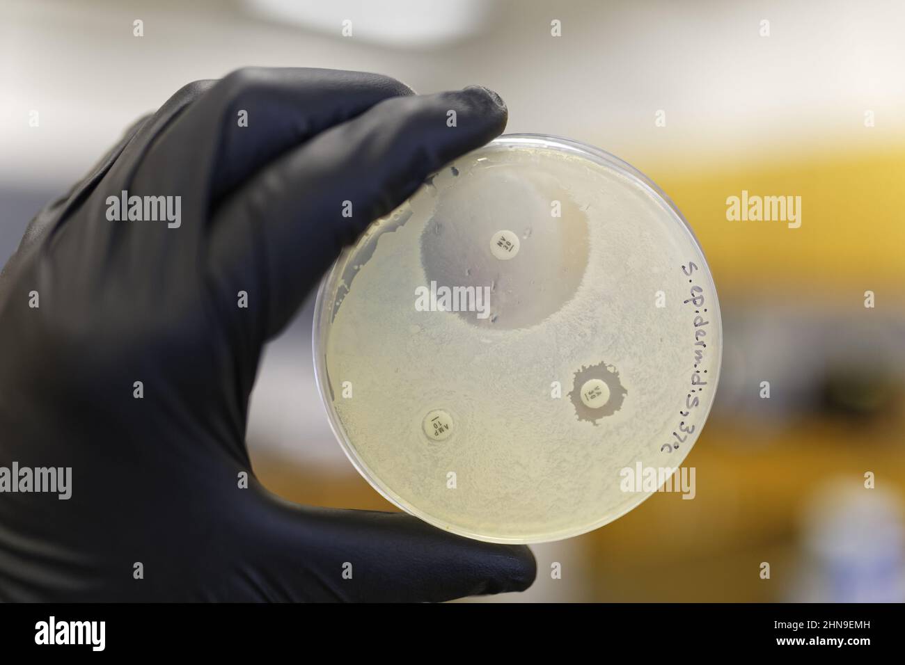 Una piastra Pertri che mostra la resistenza dei batteri agli antibiotici. Foto Stock