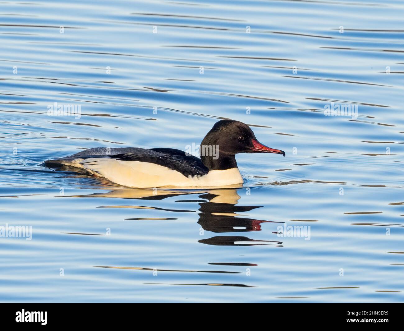 Gooseander Foto Stock