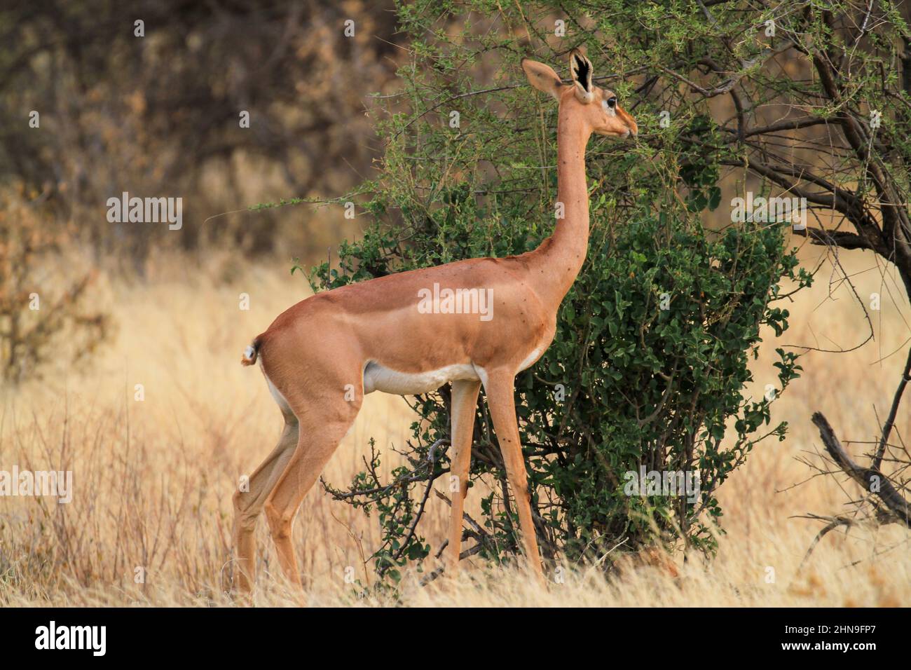 Gerenuk femminile si nutre a Bush nella Riserva Nazionale di Samburu, Kenya, Africa. Antilope a collo lungo 'Litocranius walleri', Riserva Nazionale di Samburu, Kenya Foto Stock