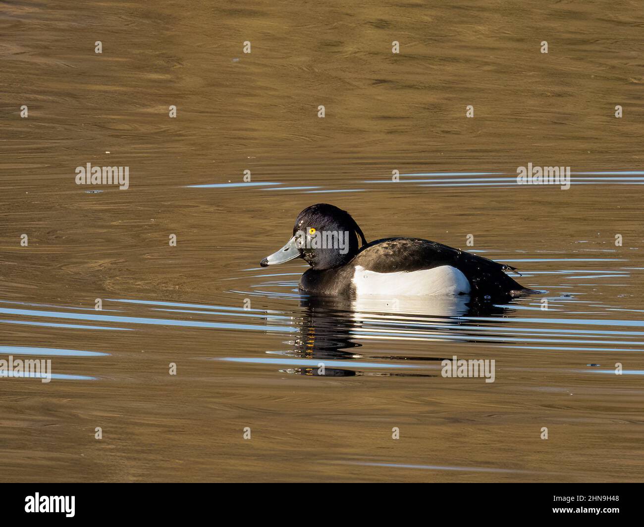 Moretta (Aythya fuligula) Foto Stock