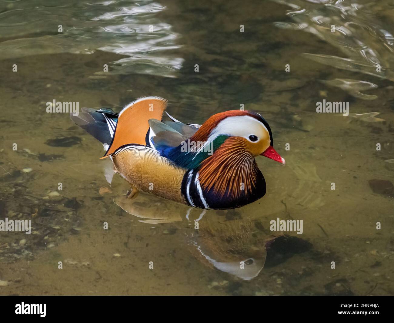 Anatra di mandarino (Aix galericulata) Foto Stock