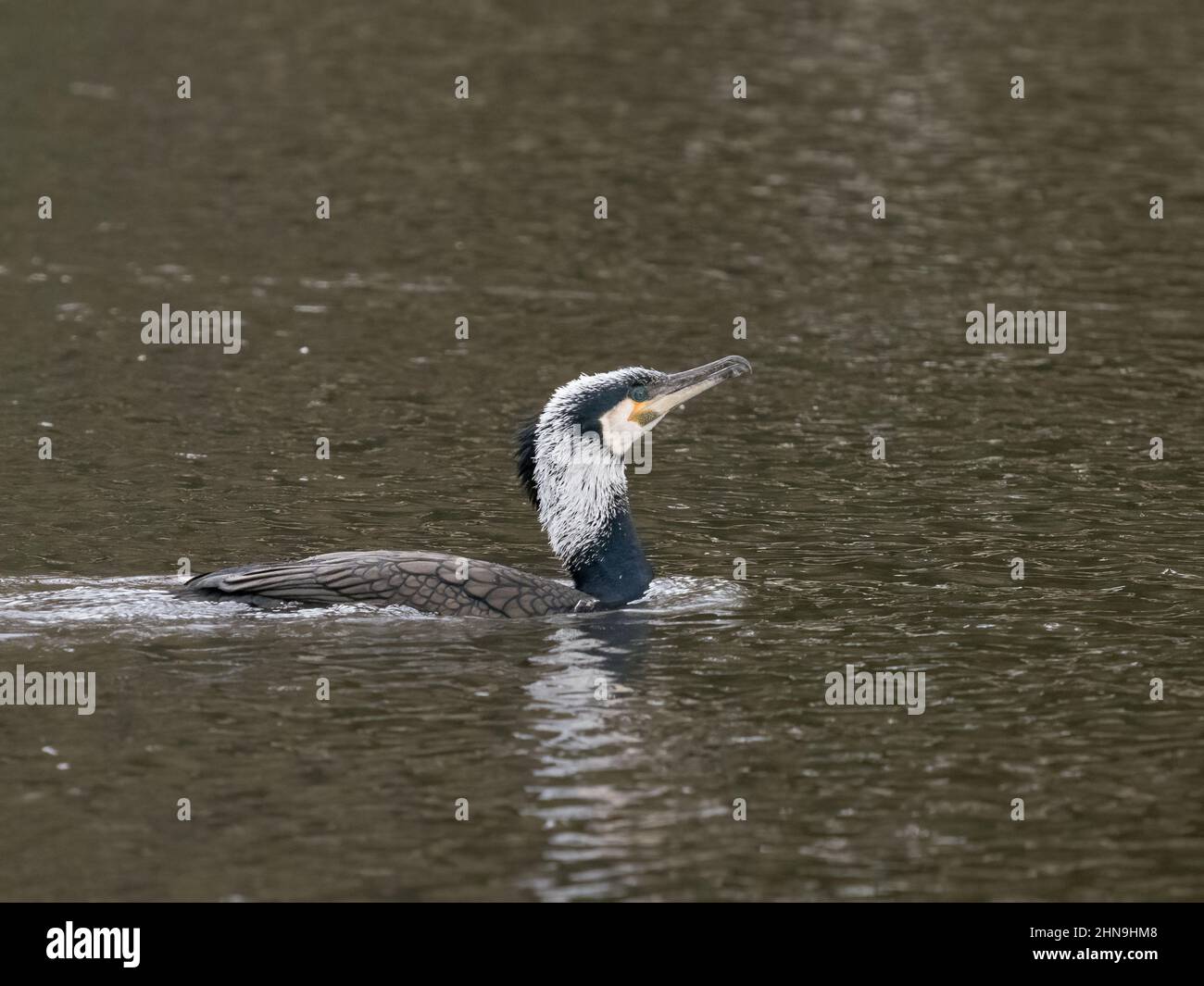 Cormorano (Phalacrocorax carbo) Foto Stock