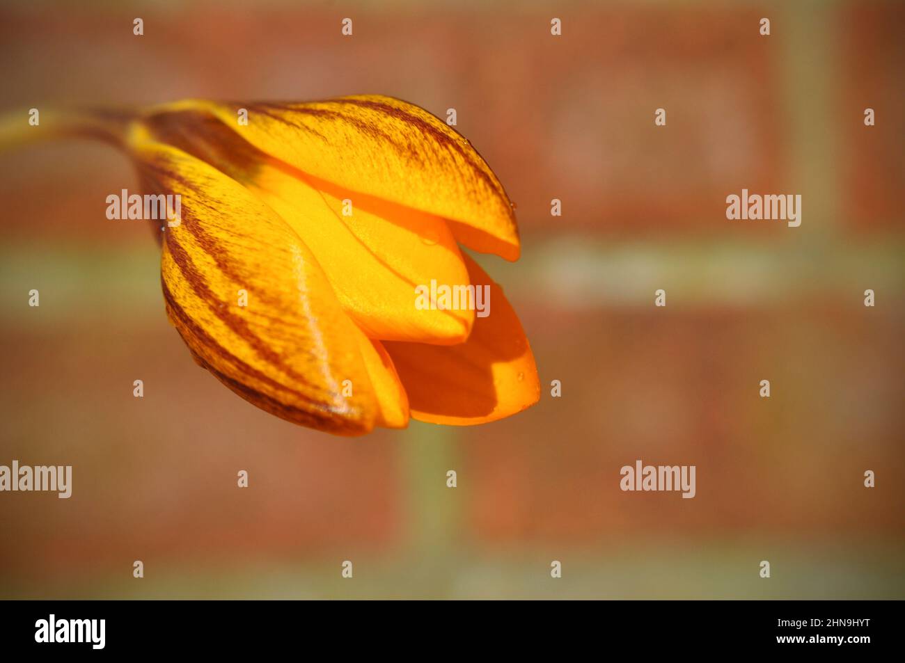 Un primo piano di un giallo e maroon striato fiore di cocchi primavera (ragazza zingara) tenuto contro un muro di mattoni Foto Stock