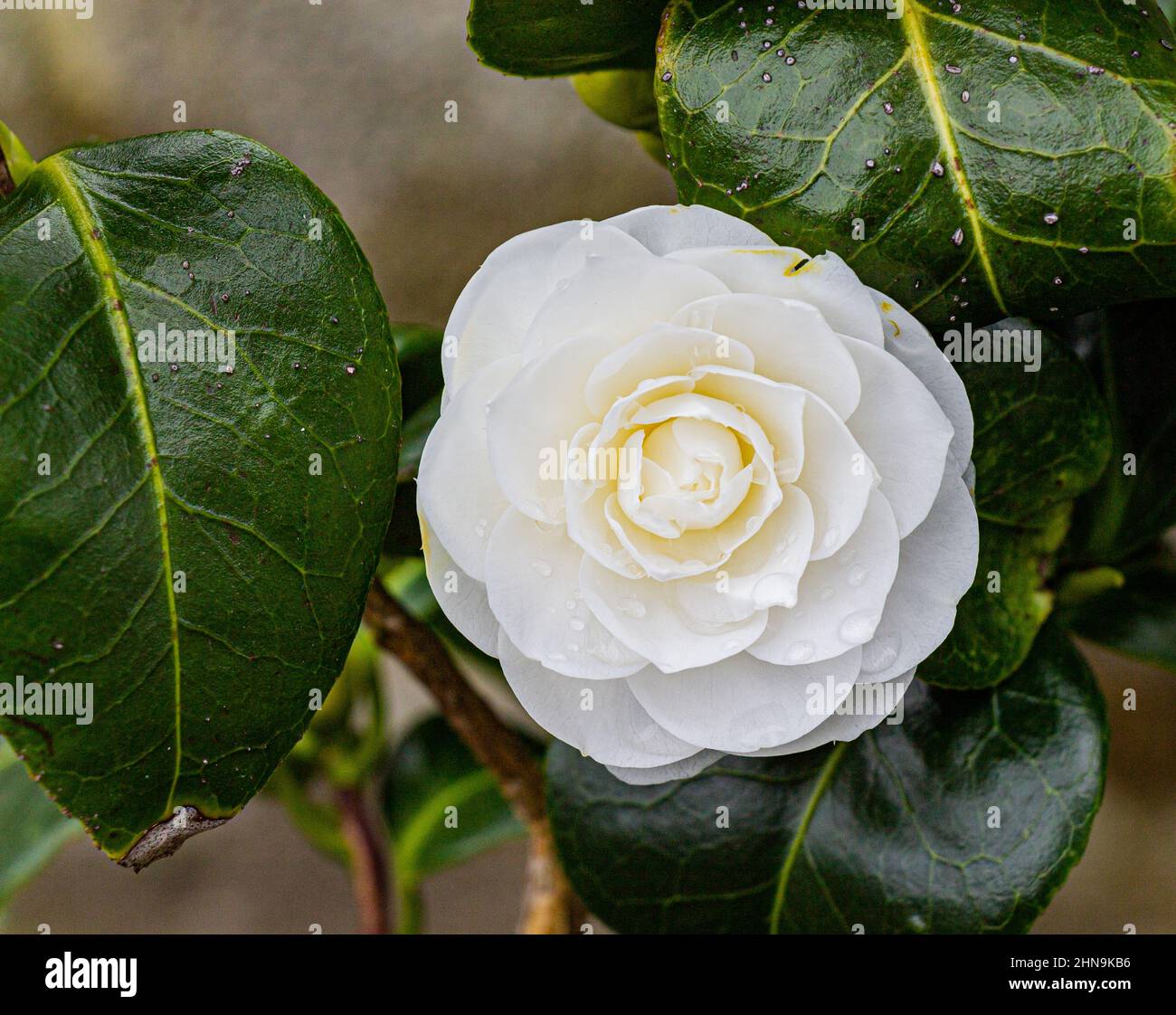La gemma di Camellia Japonica Nuccio in fiore pieno Foto Stock