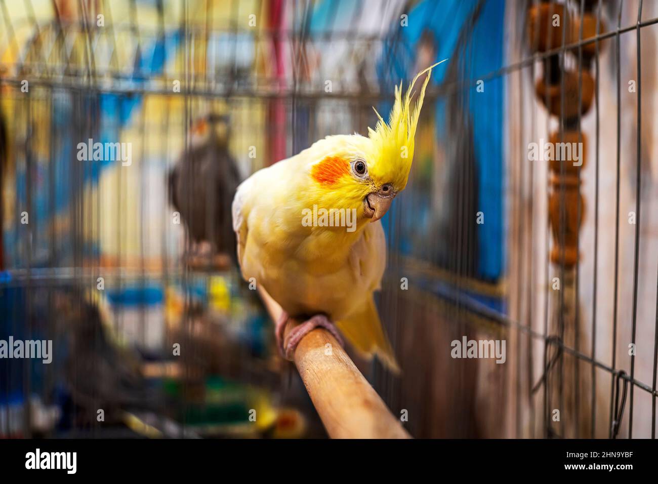 Pappagalli gialli corella è seduta su un altalena nella gabbia Foto Stock