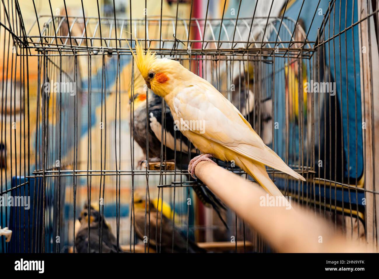 Un bel pappagallo multicolore in gabbia. Un uccello in cattività Foto Stock