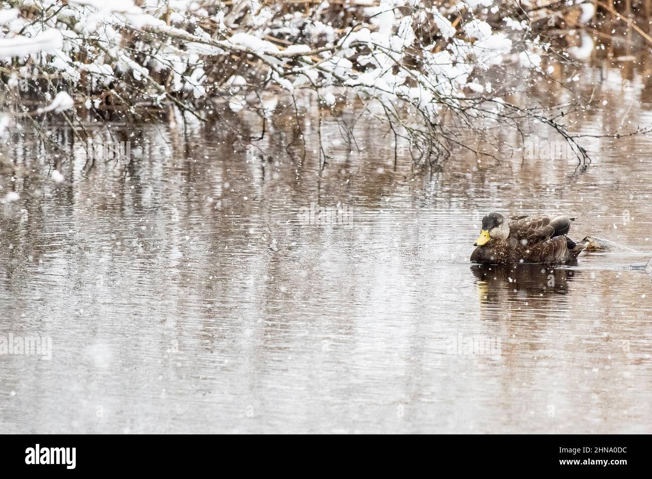 Anatra nera - mallardo ibrido nuoto sul laghetto invernale Foto Stock