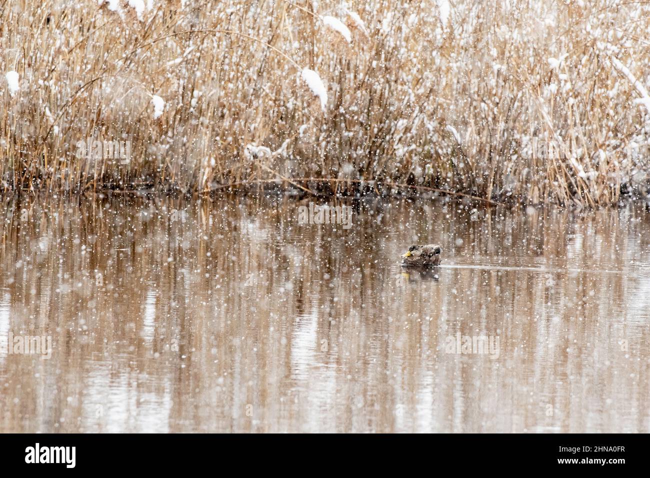 Anatra nera americana - nuoto ibrido sul laghetto invernale Foto Stock