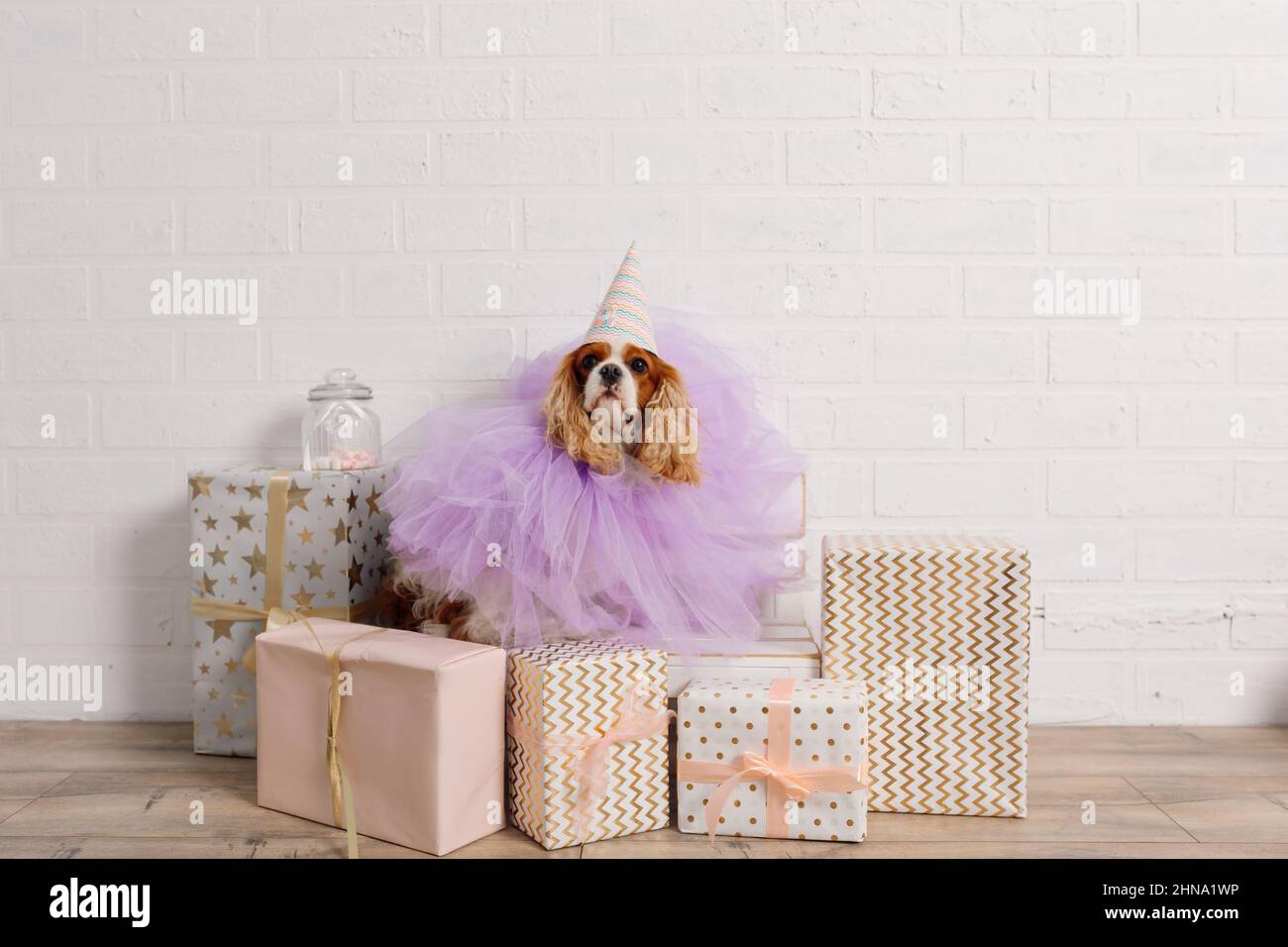 L'aristocratico, nobile Cavalier re Charles Spaniel, vestito in abito viola festivo e cappello per il partito, si trova tra un grande gruppo di doni e pose Foto Stock