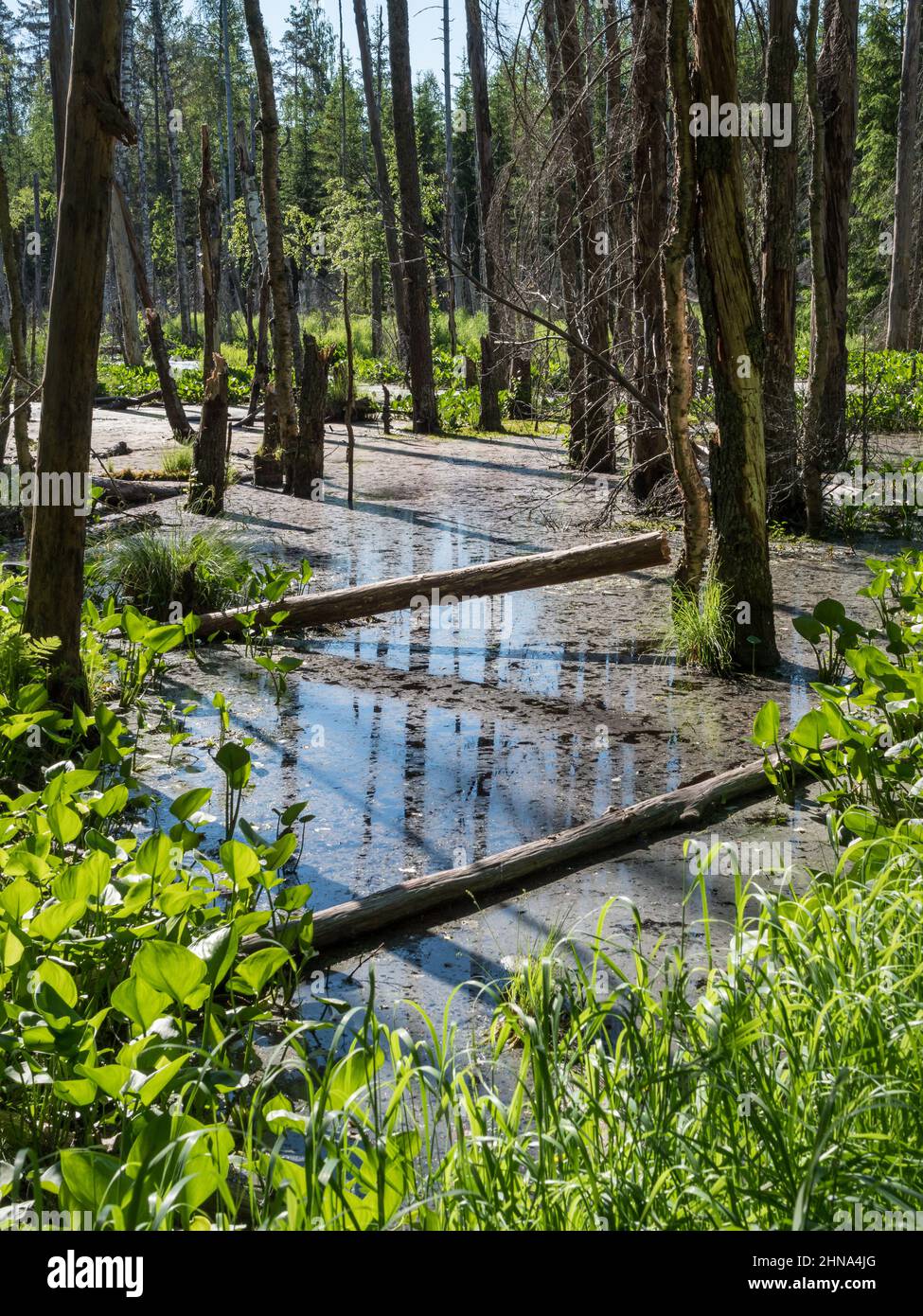 Foresta di fango bagnato allagato da castoro Foto Stock