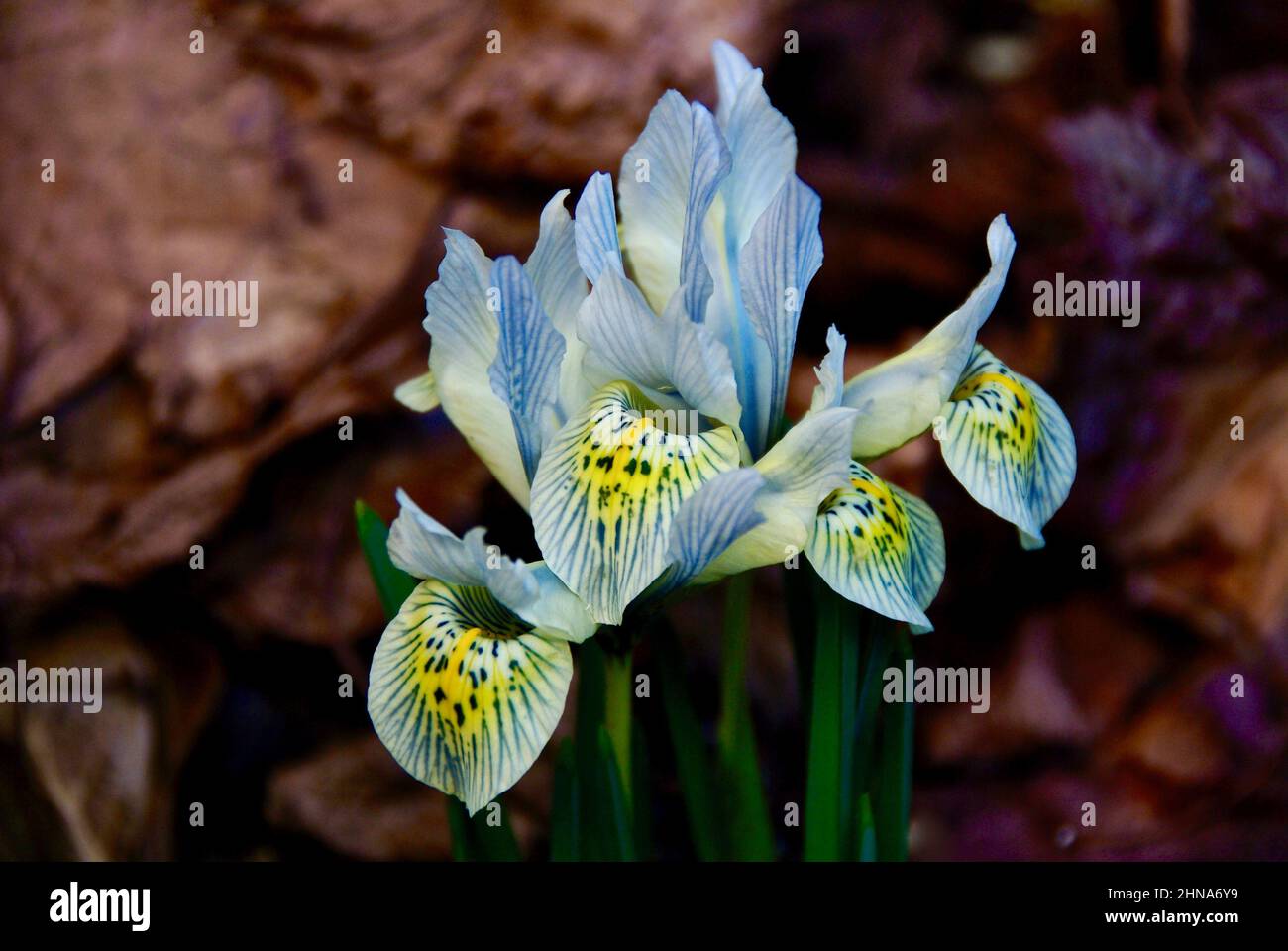 Nana blu chiazzata iride tra vecchie foglie marroni in primavera. Foto Stock