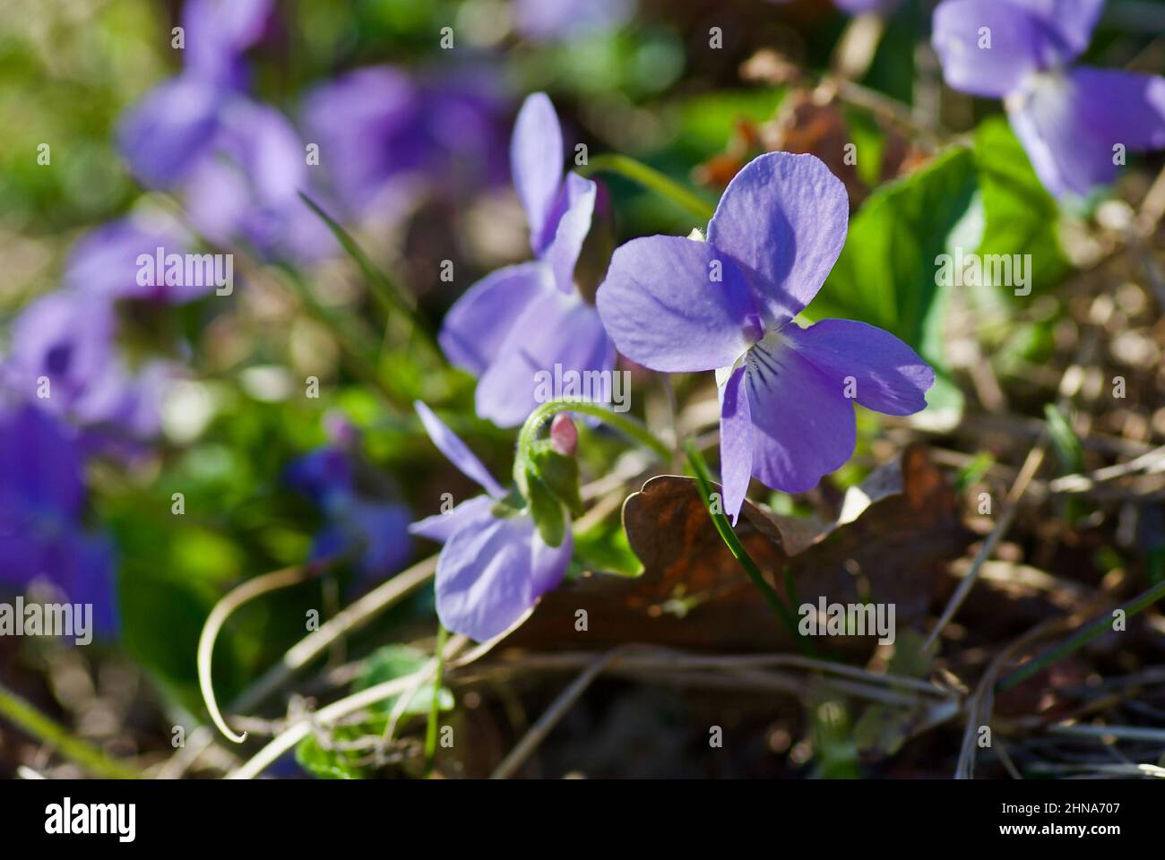 Gruppo di comuni cani-violetti su un prato forestale in primavera. Foto Stock