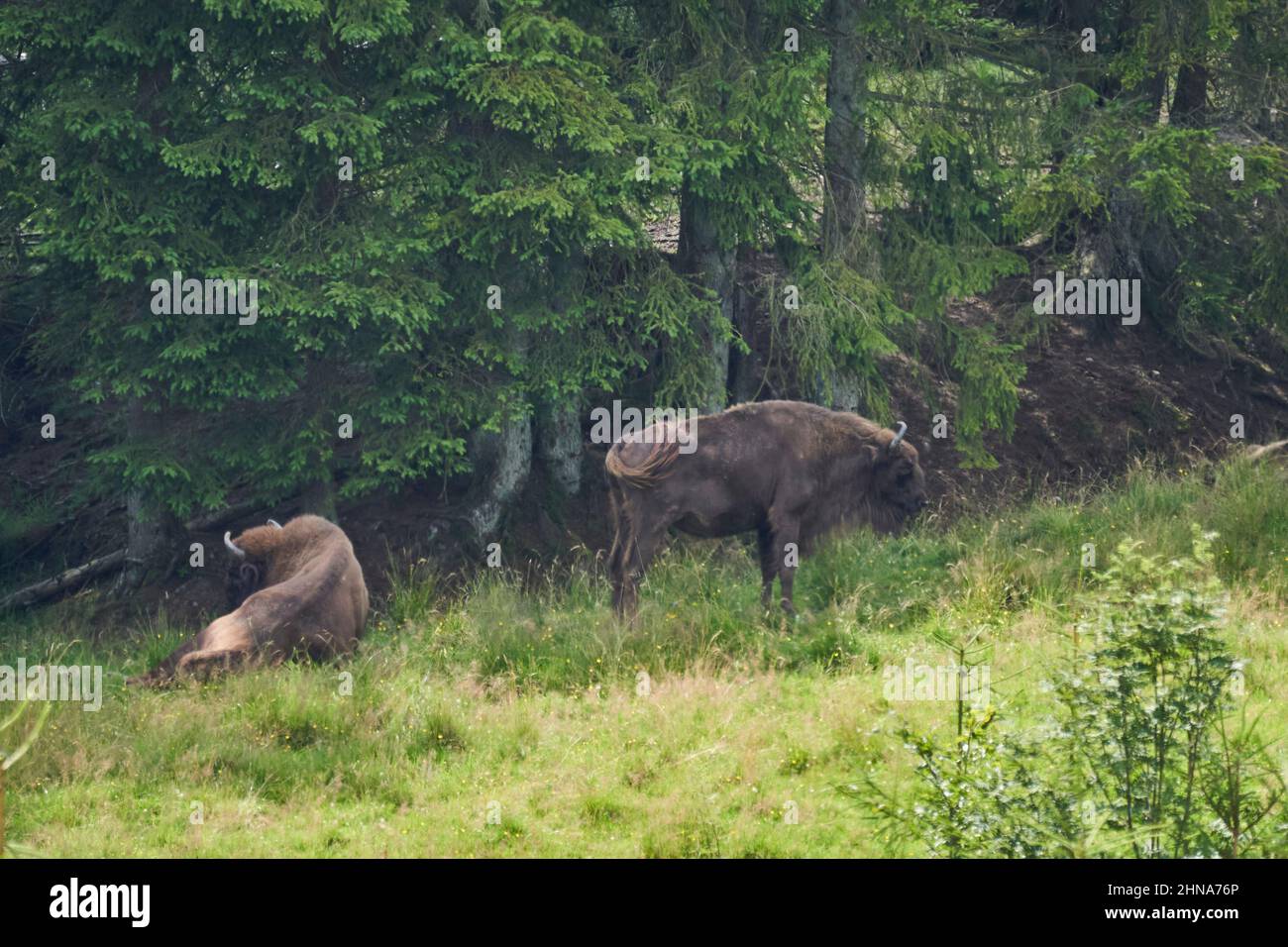 bisonte europeo, wisent, Bos bonasus, pascolo su prato nelle scuderia di una vicina foresta lungo il sentiero escursionistico Rothaarsteig. Foto Stock