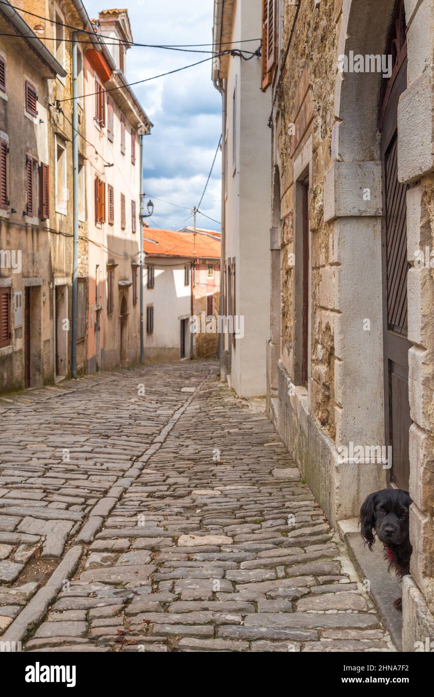 Cane su un'antica strada di pietra nella città di Motovun in Istria in Croazia, Europa. Foto Stock