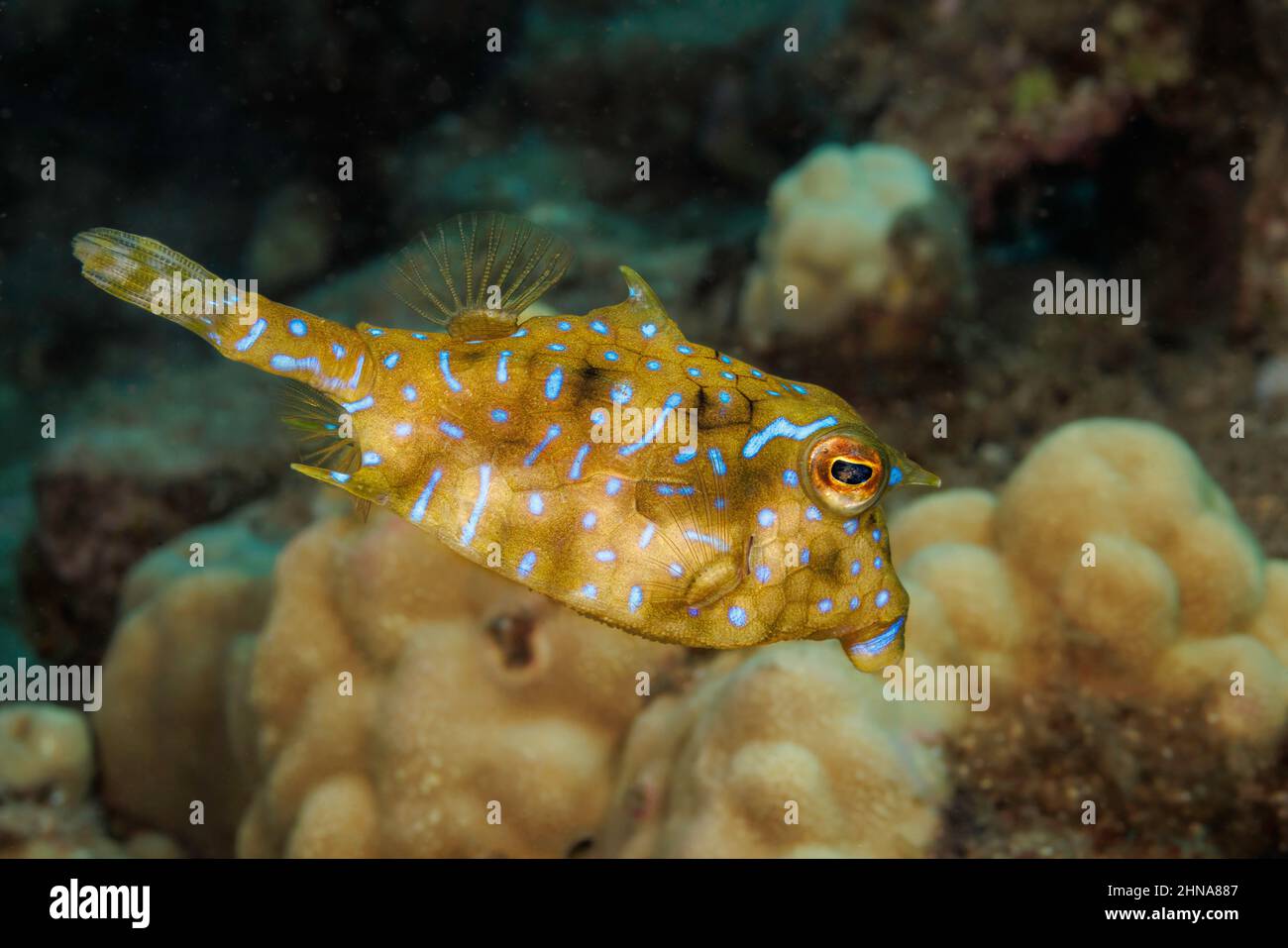 Il pesce culo/trunkfish spinoso, Lactoria fornasini, raggiunge cinque pollici di lunghezza, Hawaii. Foto Stock
