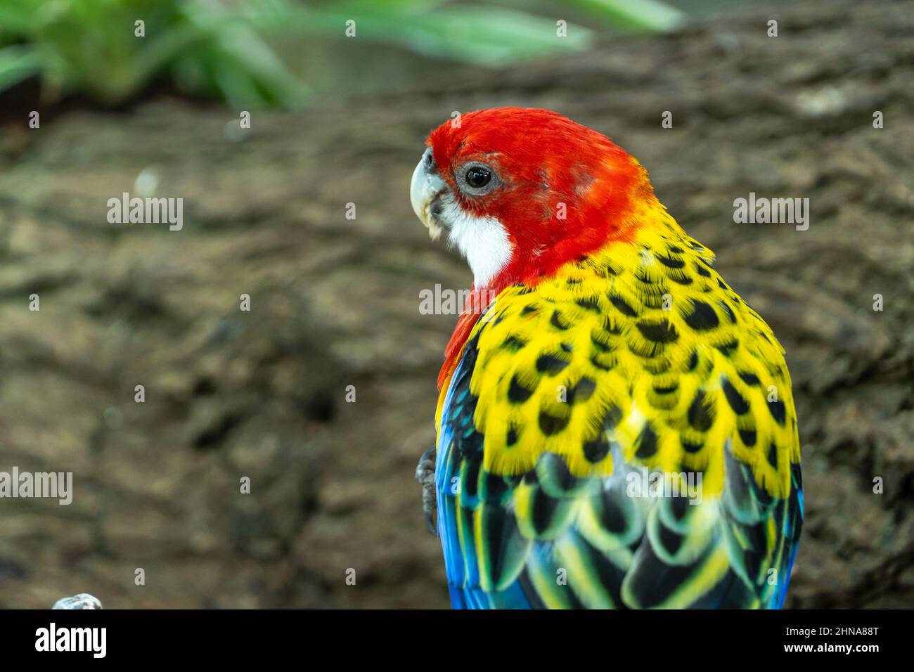 Un rosso e giallo brillante rosella orientale (Platycercus eximius) pappagallo vista posteriore da vicino. Foto Stock