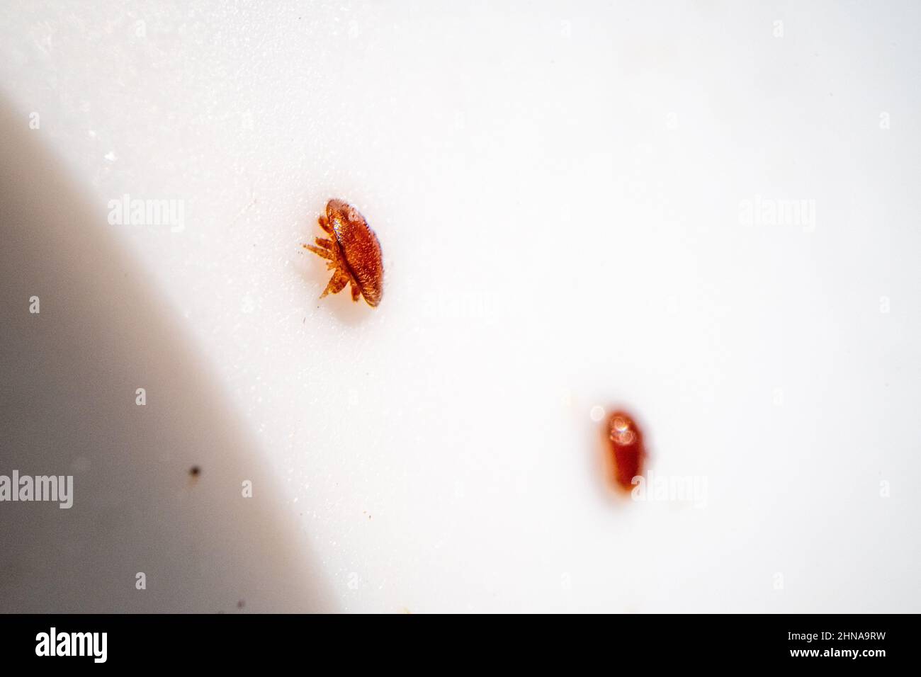 Gli acari di Varroa galleggiano in una miscela di prova Foto Stock