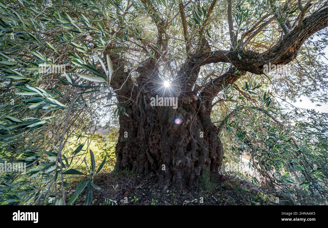 Ulivo Spooky deformato con sole che splende attraverso rami ritorti e lente svasata Foto Stock