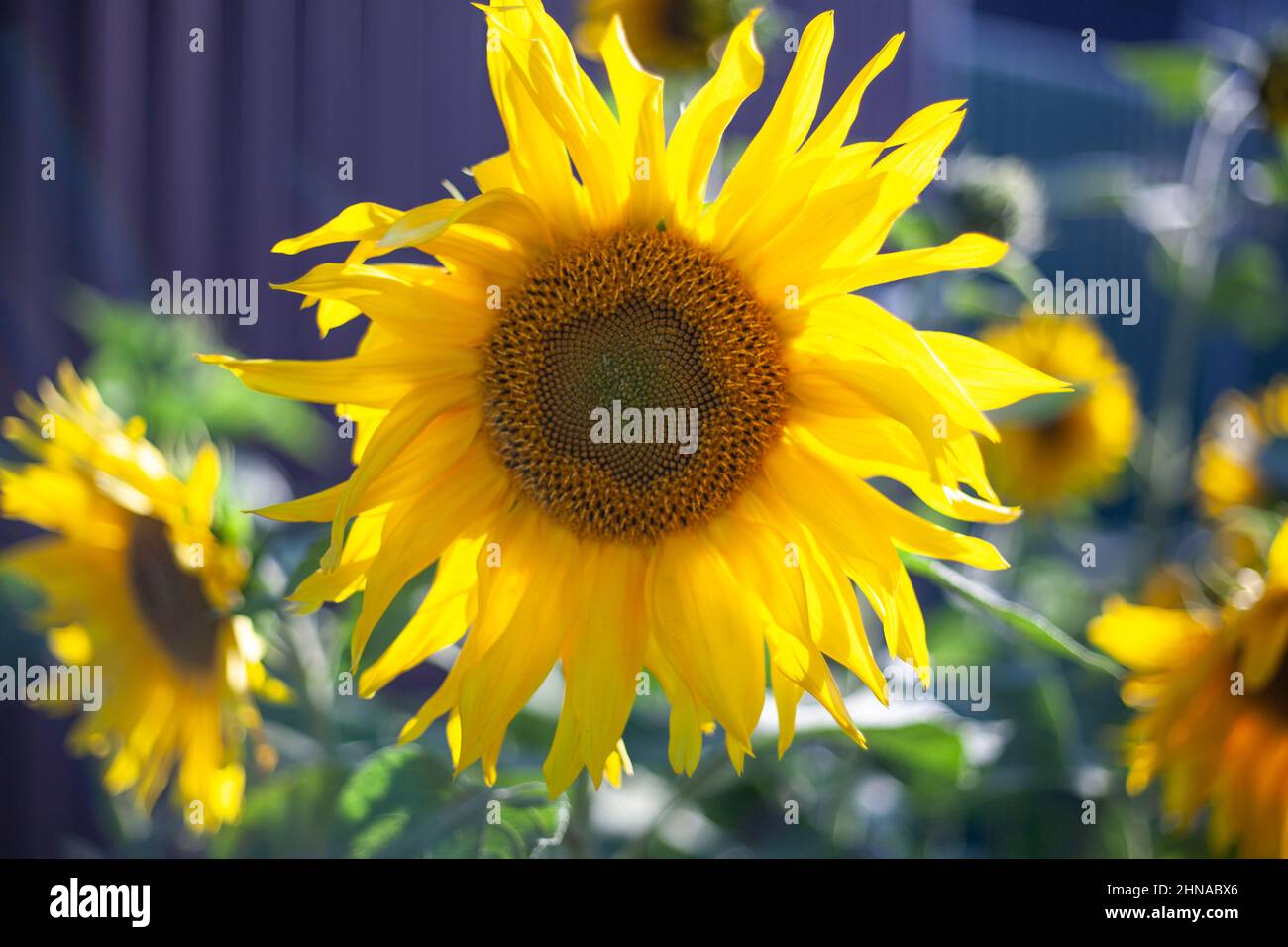 Fiori gialli. Oggetto naturale. Girasole in estate. Foto Stock