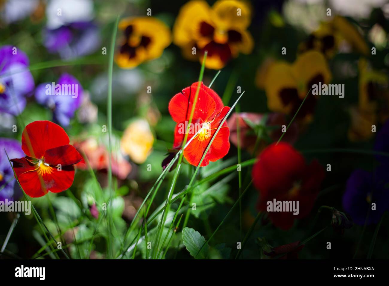 Fiori da giardino di diversi colori. Foto Stock