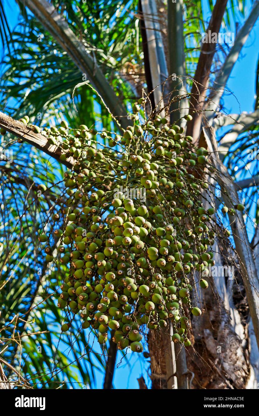 Frutti di palma (Syagrus romanzoffiana), Rio, Brasile Foto Stock