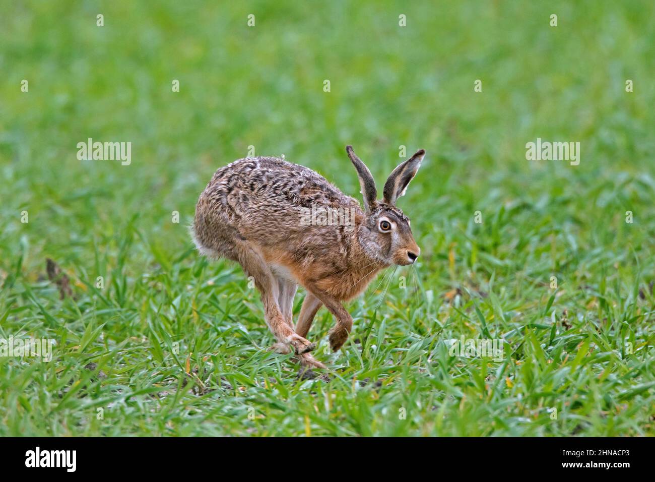 Lepre marrone europea (Lepus europaeus) in esecuzione / fuga attraverso prati / praterie in primavera Foto Stock