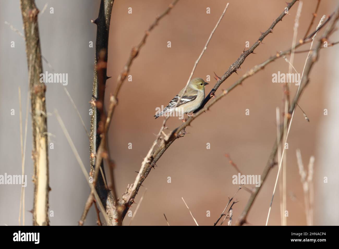Goldfinch americano su rami spinosi Foto Stock