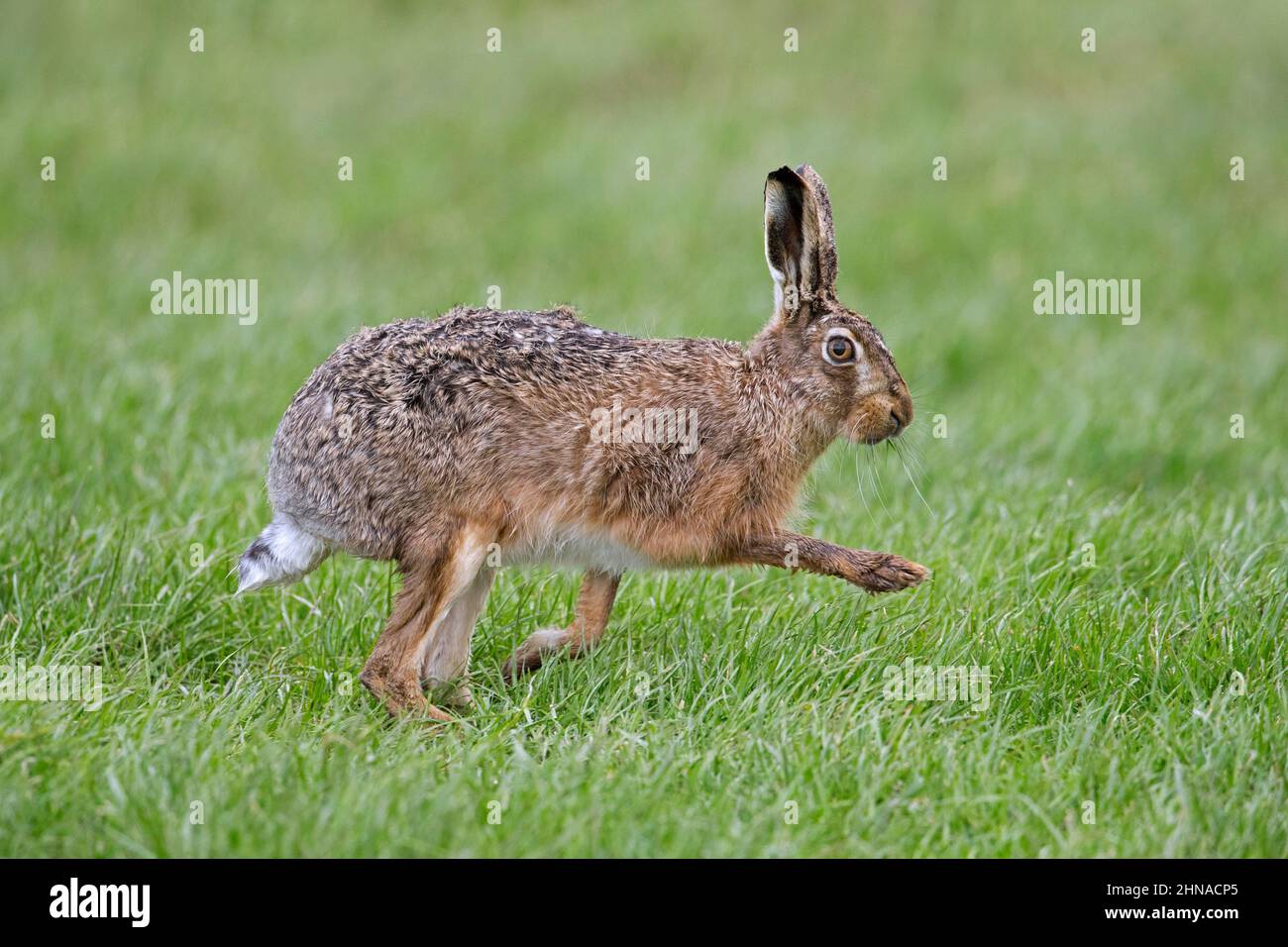 Lepre marrone europea (Lepus europaeus) in esecuzione / fuga attraverso prati / praterie in primavera Foto Stock