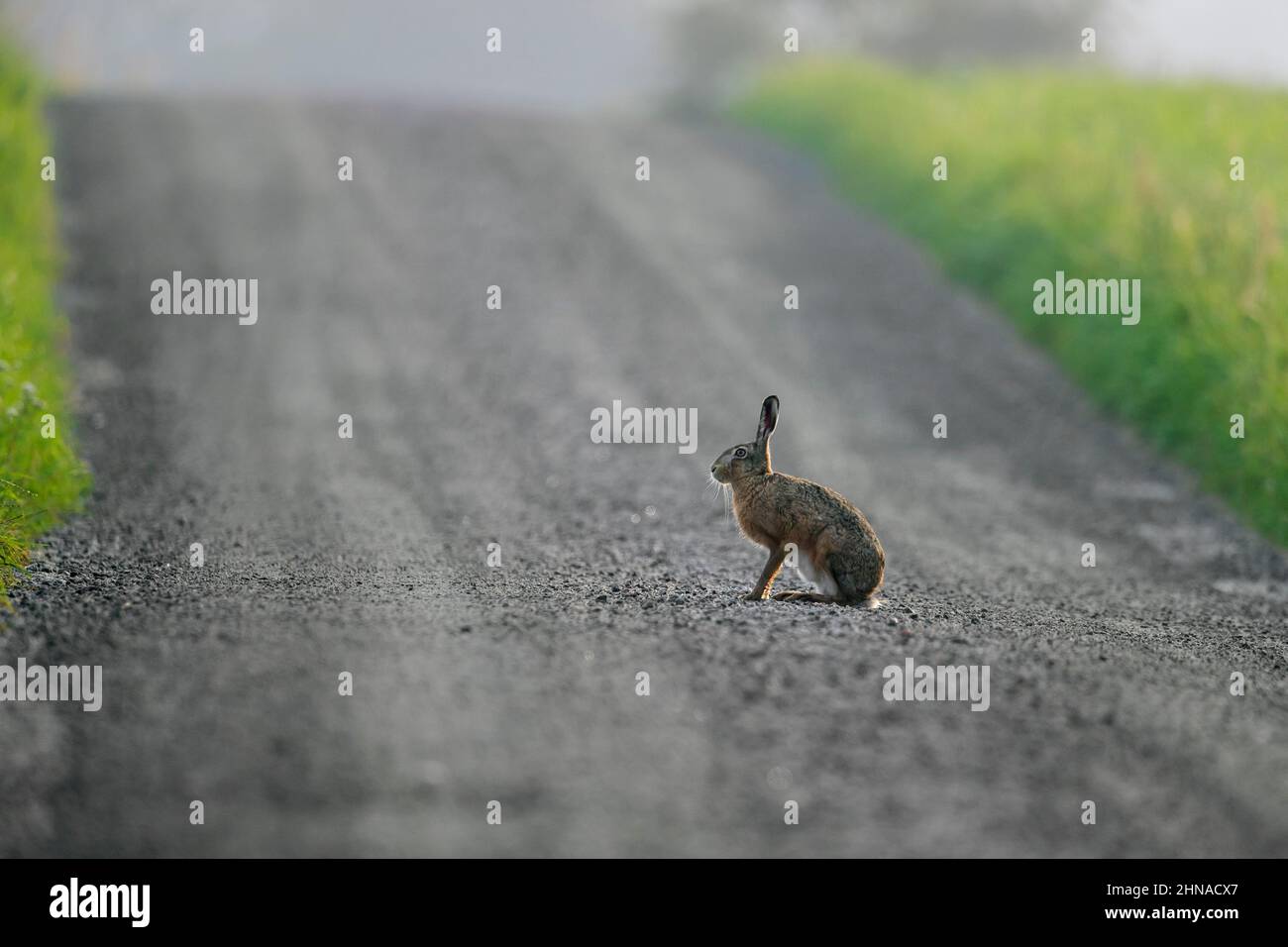 Lepre marrone europea (Lepus europaeus) seduta su strada sterrata in terreni agricoli Foto Stock