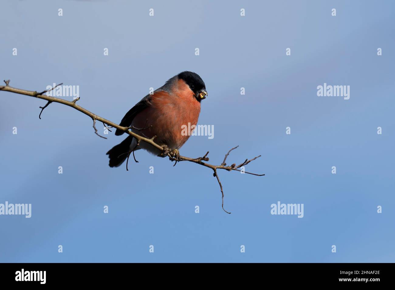 Bullfinch-Pyrhula pyrhula maschio si nutre. Foto Stock