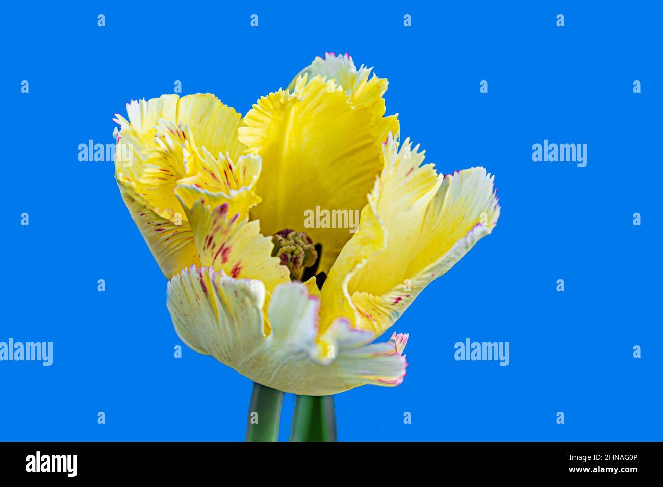 Decorativo giallo Tulip pappagallo Fiore Foto Stock