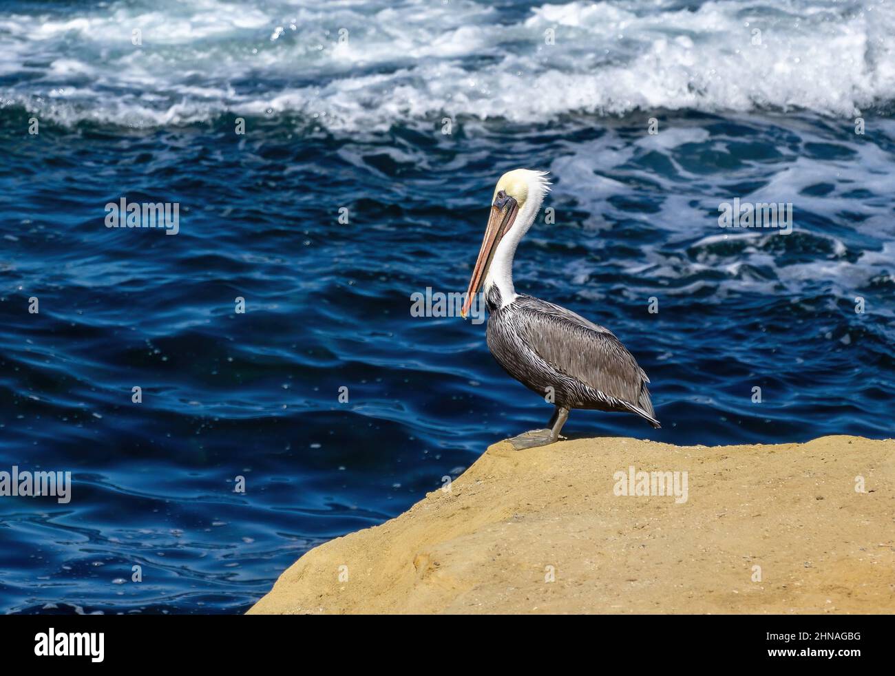 Un Pelican marrone della California si erge al bordo di una scogliera in una giornata di sole con un oceano blu profondo e onde frenanti sullo sfondo. Foto Stock