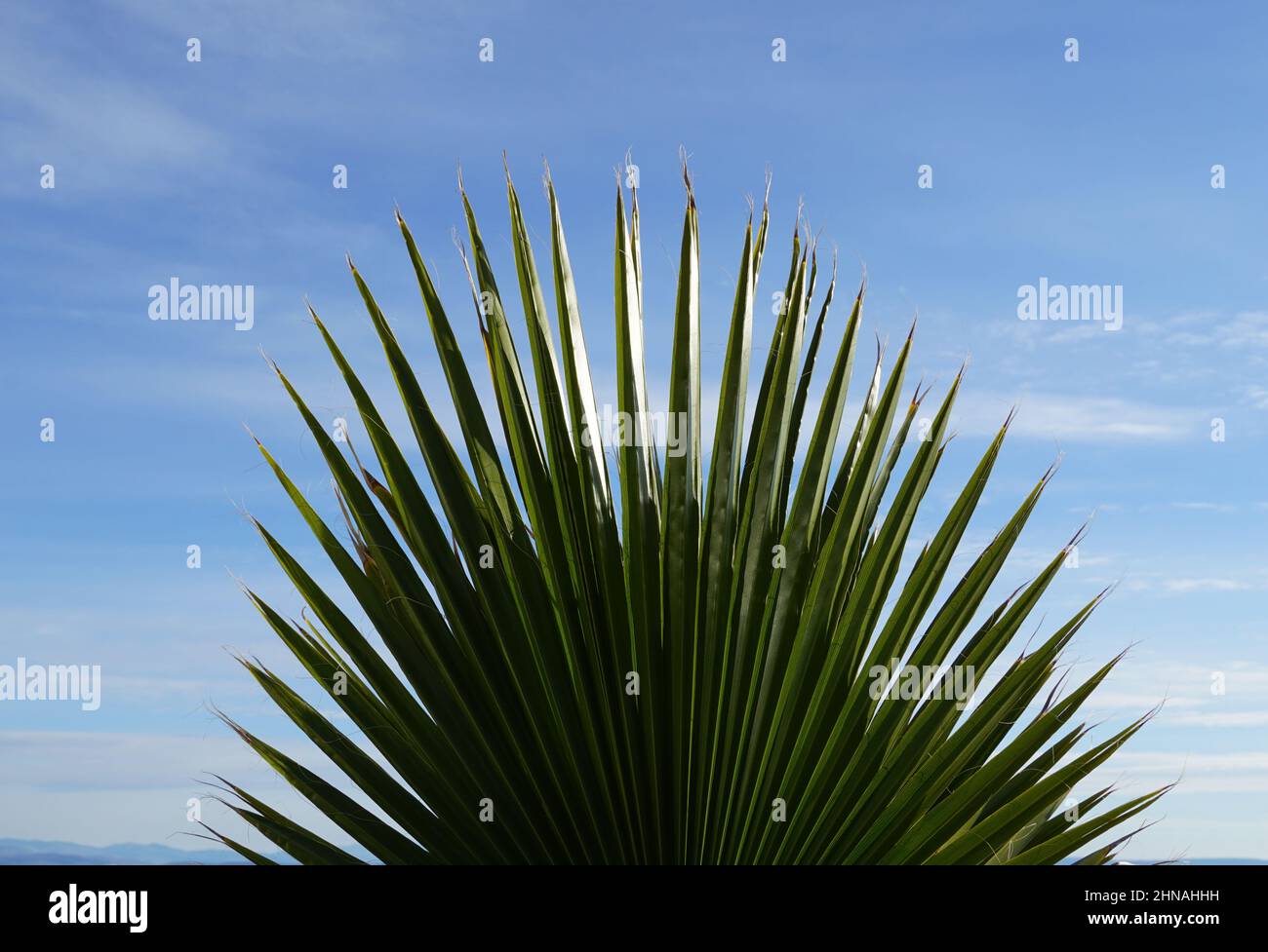Un grande fan verde della California a forma di ventaglio di palme o Washingtonia filifera in latino Foto Stock