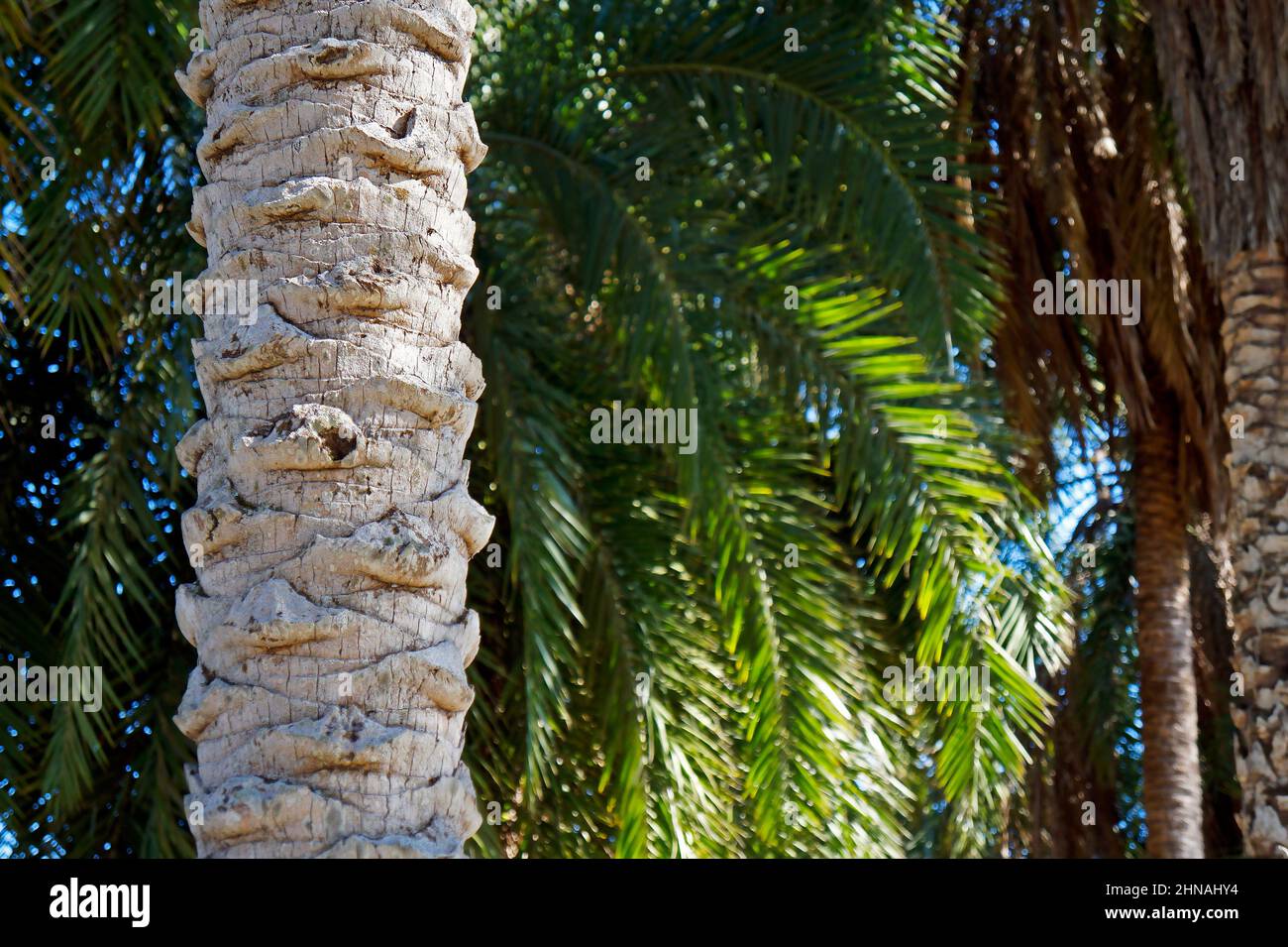 Dattero tronco di palma, Rio Foto Stock