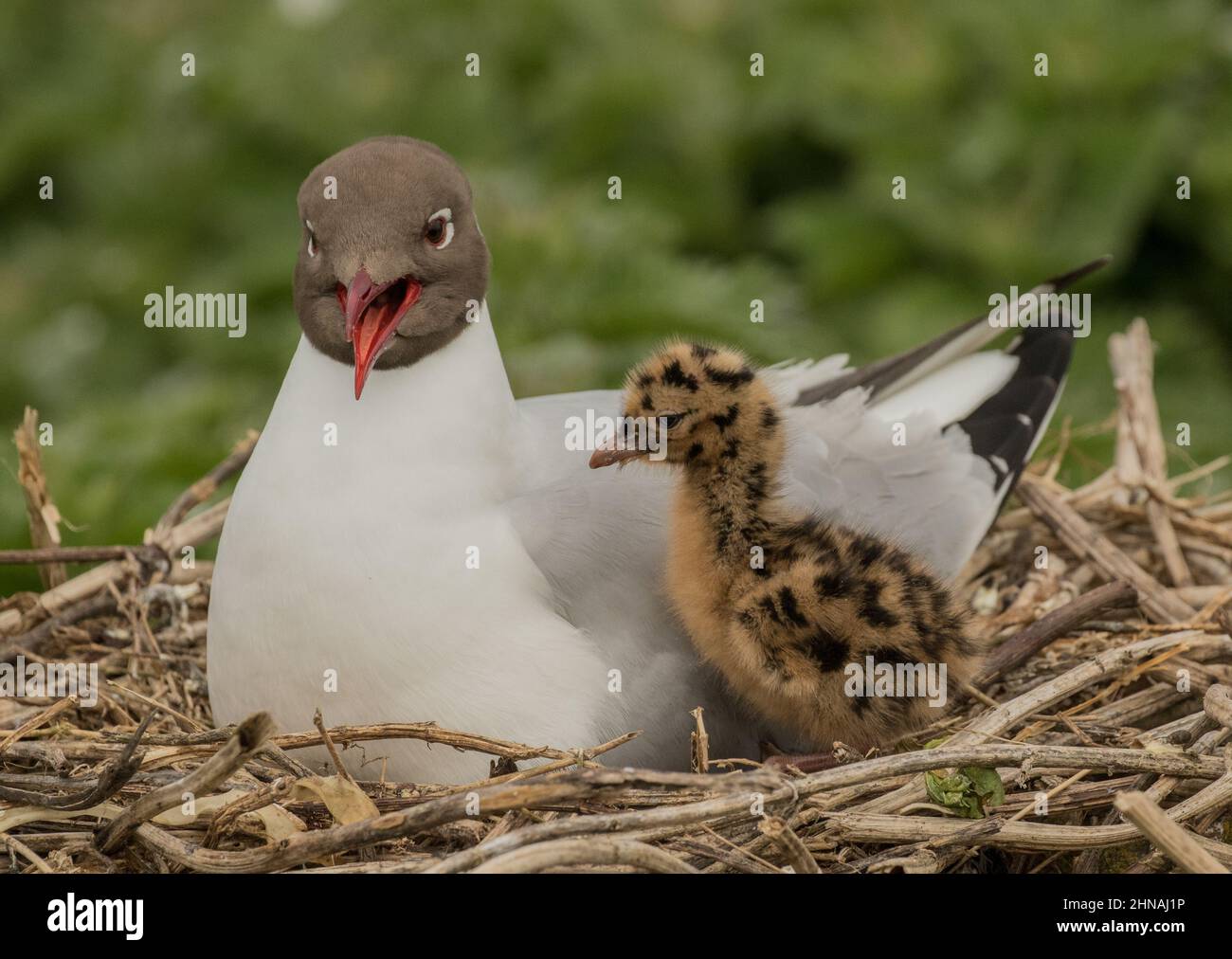 Un orgoglioso genitore Gull con testa nera , becco aperto , sul nido con il suo singolo pulcino dorato macchiato , Farne , Regno Unito Foto Stock