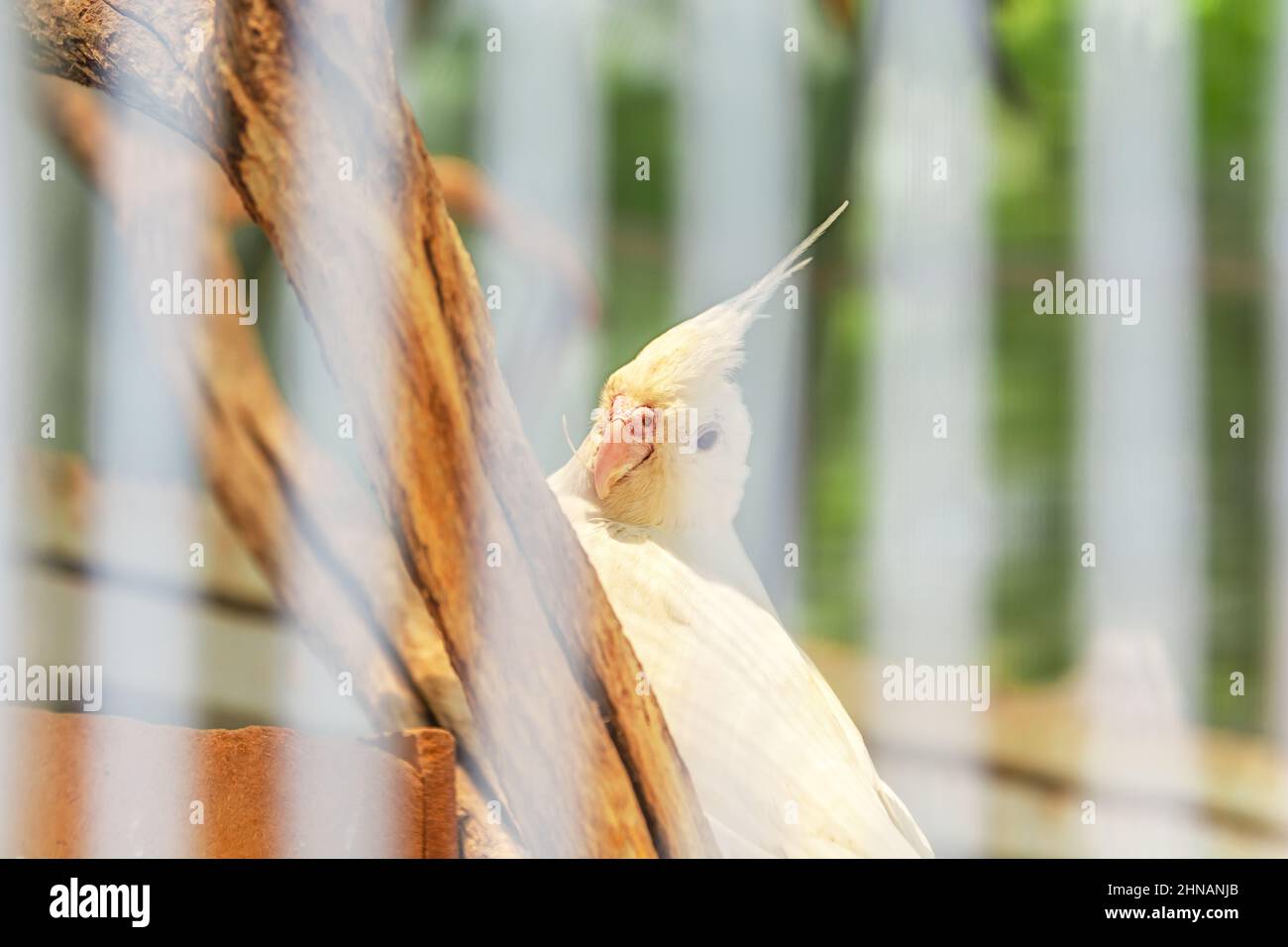 Uccello giallo cockatiel dietro le sbarre Foto Stock