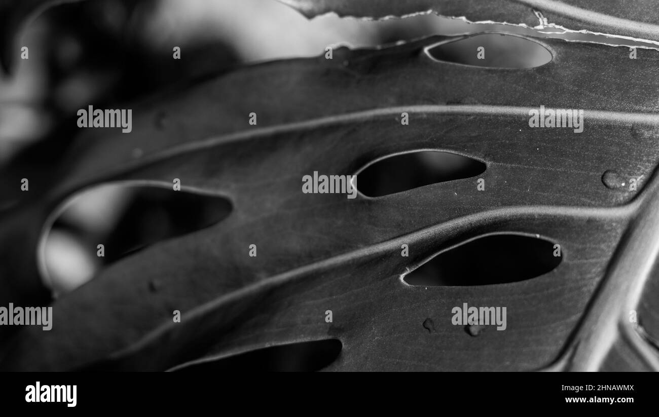 Dettagli di una pianta monstera, buchi in foglia monstera, texture della natura, fotografia da vicino. Foto Stock