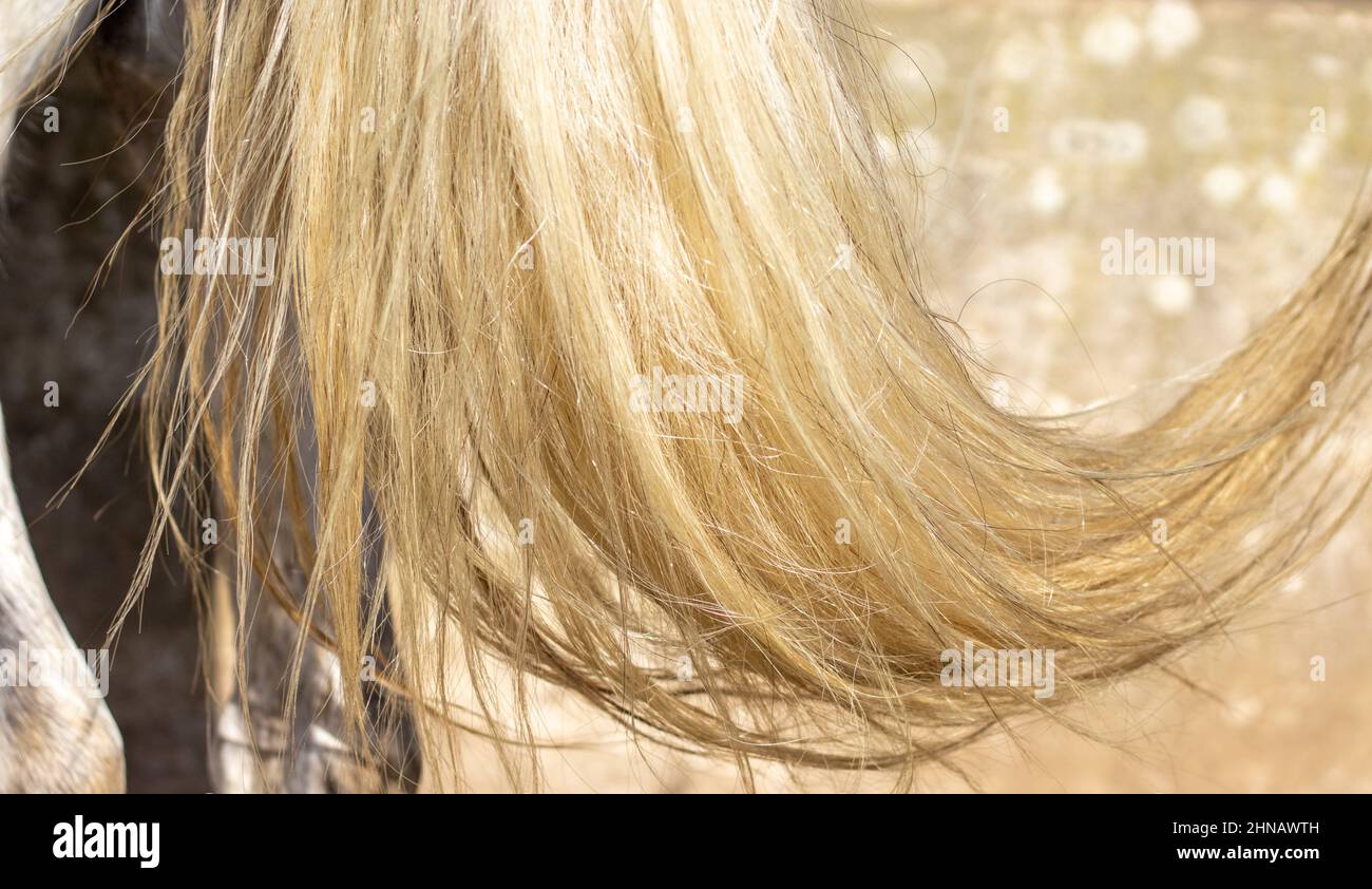 Primo piano mane di cavallo, all'aperto, bianco Lusitano mare. Foto Stock
