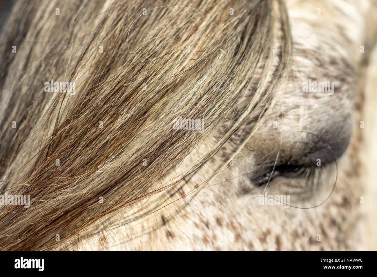 Occhi di cavallo, occhi chiusi di animali, fotografia ravvicinata, Lusitano mare. Foto Stock