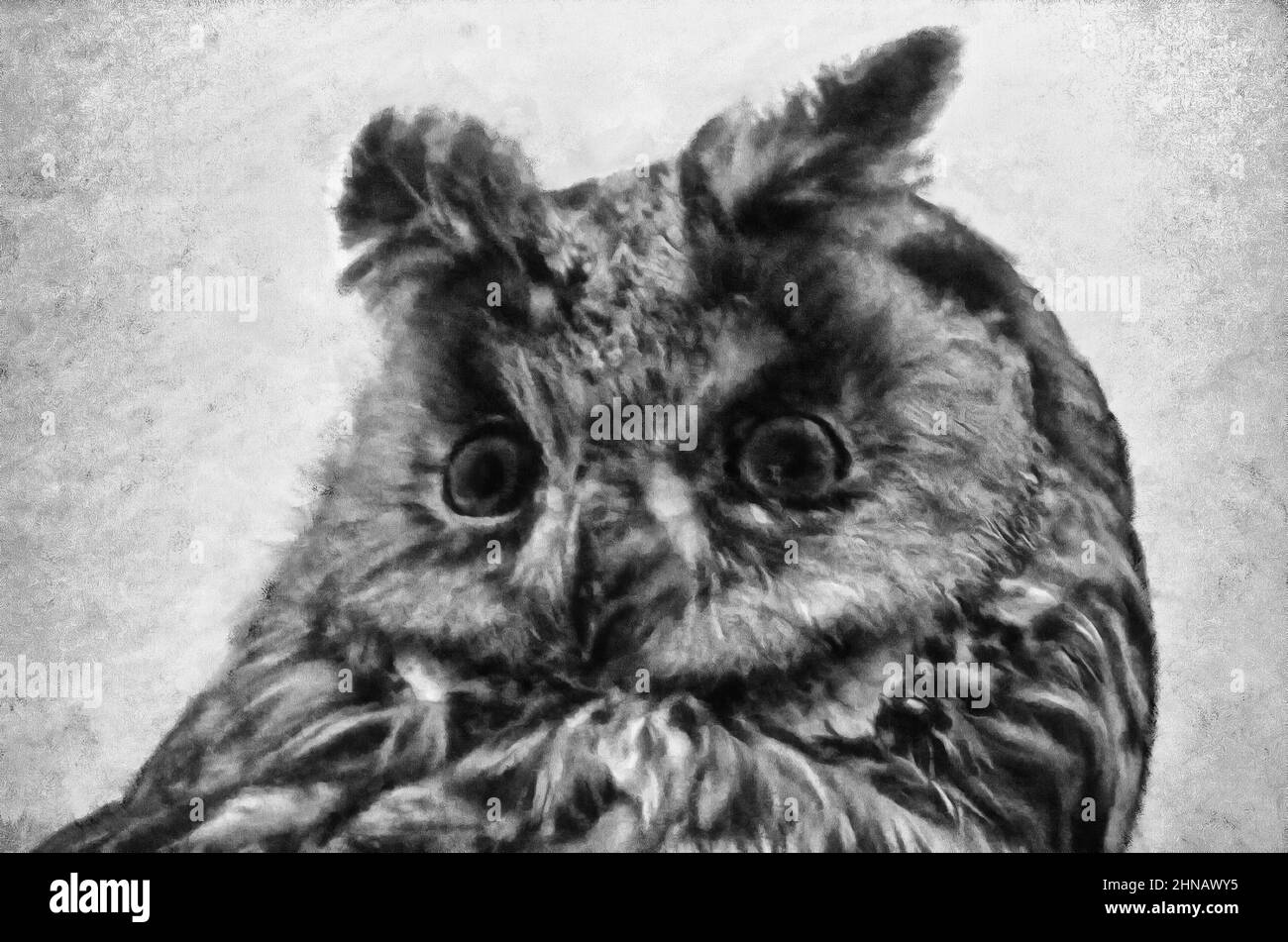 Owl family Foto e Immagini Stock in Bianco e Nero - Alamy