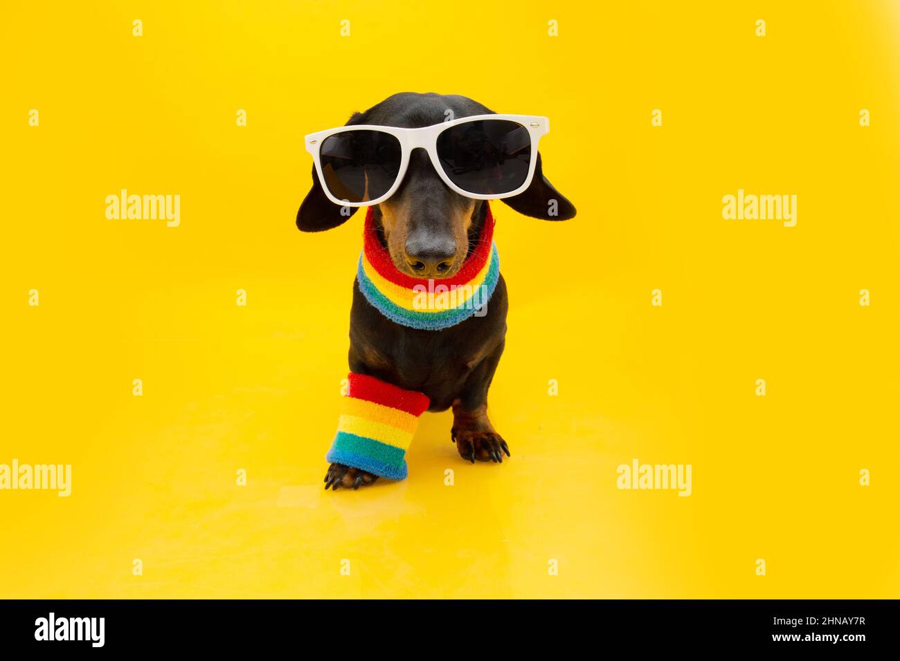 Gay orgoglio dachshund cane. Isolato su sfondo giallo Foto Stock