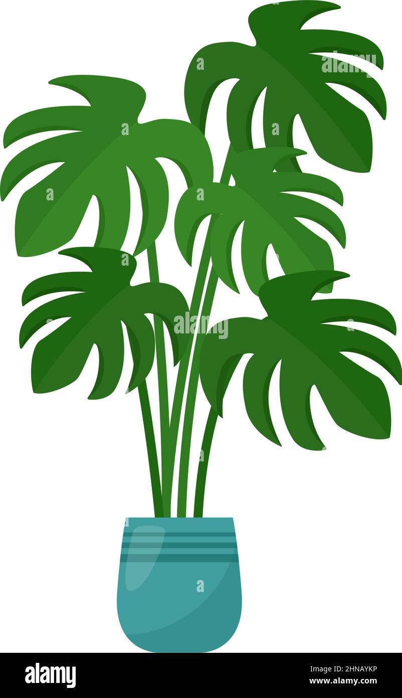 Monstera houseplant in vaso di fiori su sfondo bianco, illustrazione vettoriale Illustrazione Vettoriale