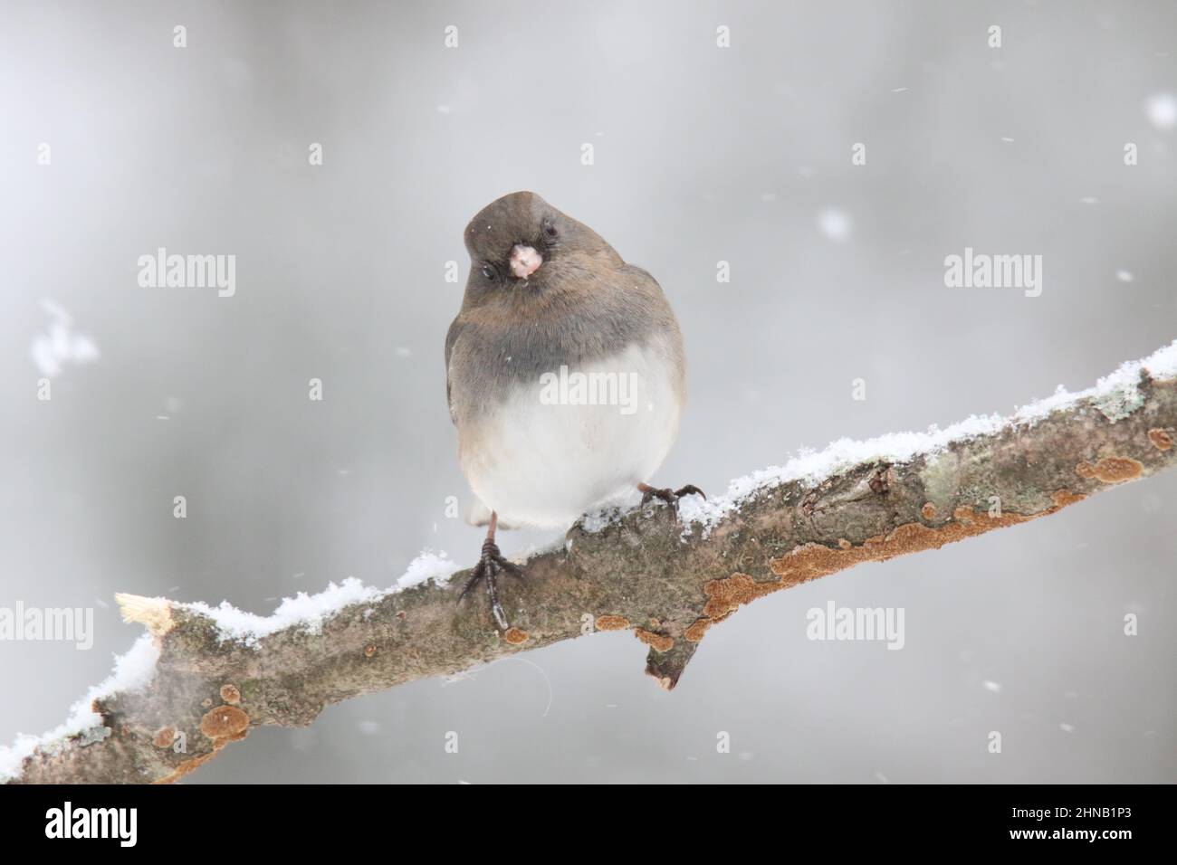 junco femmina con occhi scuri che si innevano nella neve d'inverno Foto Stock