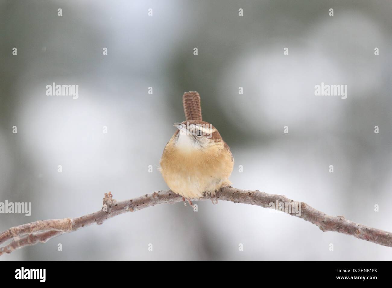Carolina wren Thryothorus ludovicianus che perching su un ramo in inverno Foto Stock
