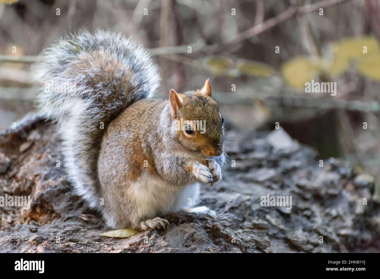 Scoiattolo grigio (Sciurus carolinensis) che mangia un seme di mais. Inghilterra, Regno Unito Foto Stock