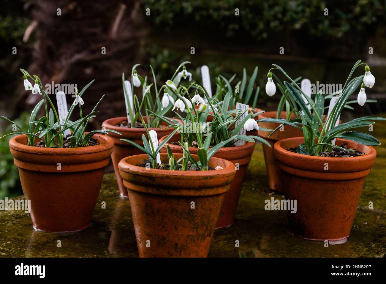 Pentole di gocce di neve con etichette di piante. Foto Stock