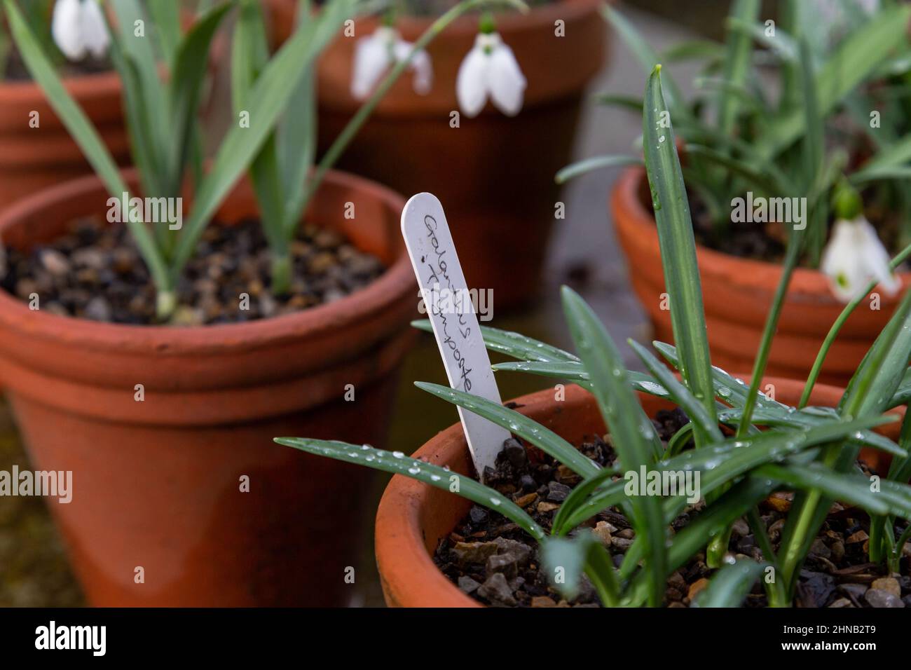 Una pianta di goccia di neve etichettata - 'Galanthus Plicatus Imposter'. Foto Stock