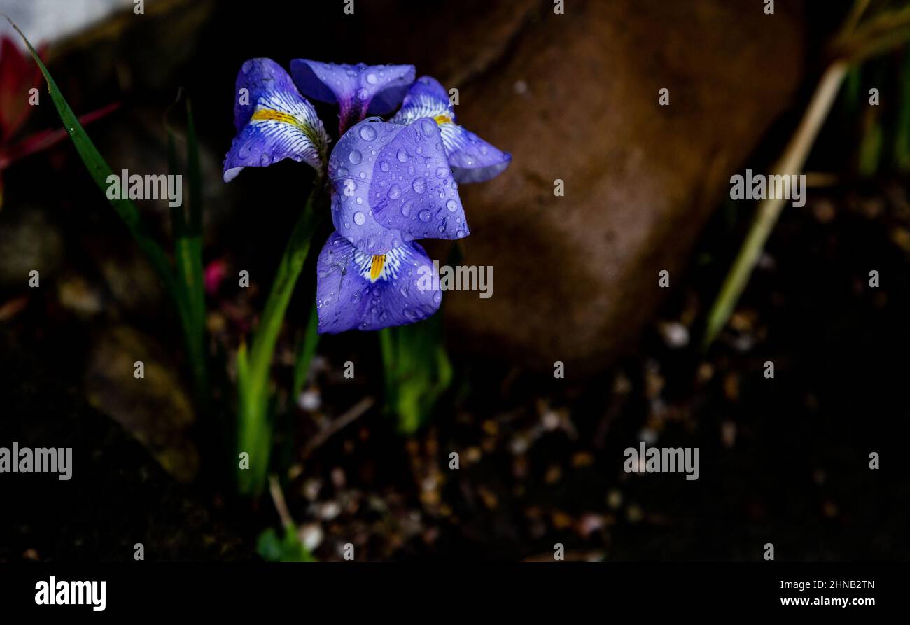 Iris renticolata primo piano dopo la pioggia. Foto Stock