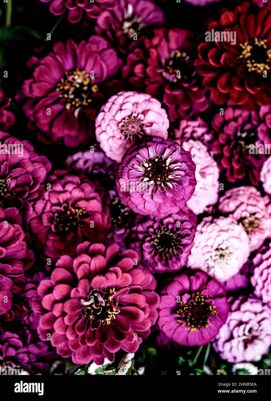 Profusione di zinnie rosa dai colori vivaci, fiori estivi che trasudano gioia e buona energia. Foto Stock