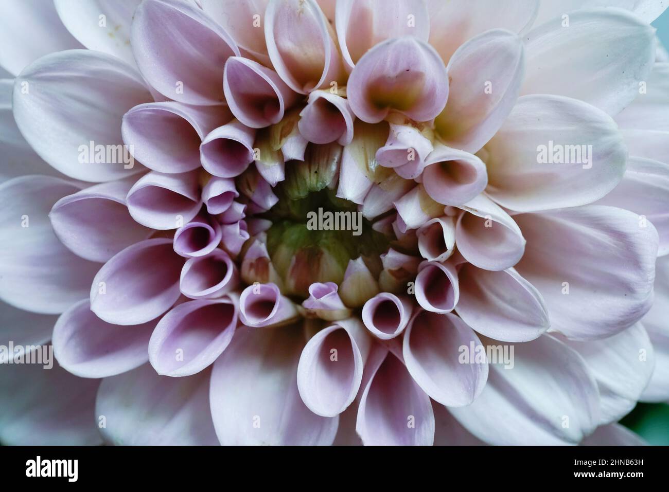 Fiori rosa dai colori vivaci che trasudano gioia, serenità, felicità Foto Stock